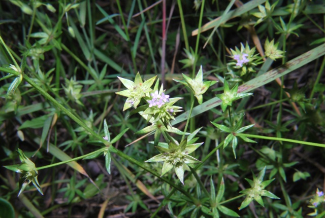 Sherardia arvensis